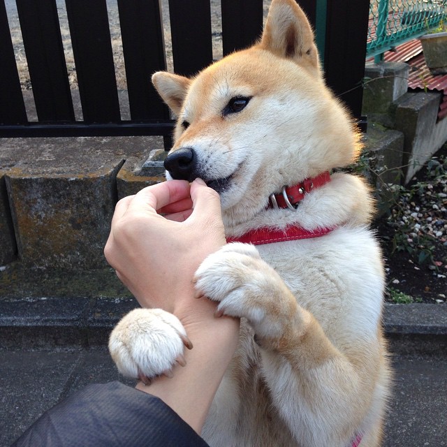 开云下载-城门不倒，铁骑冲锋，奥纳纳一夫当关，加纳全面压制书写北非新章