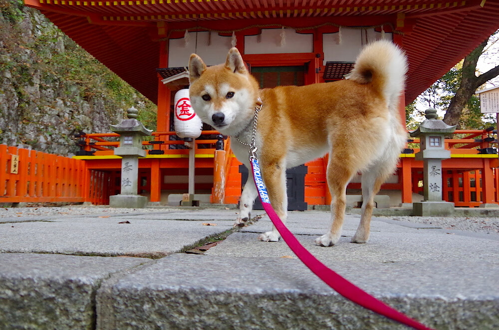 全面爆发！恩比德狂砍50+20+10改写季后赛历史