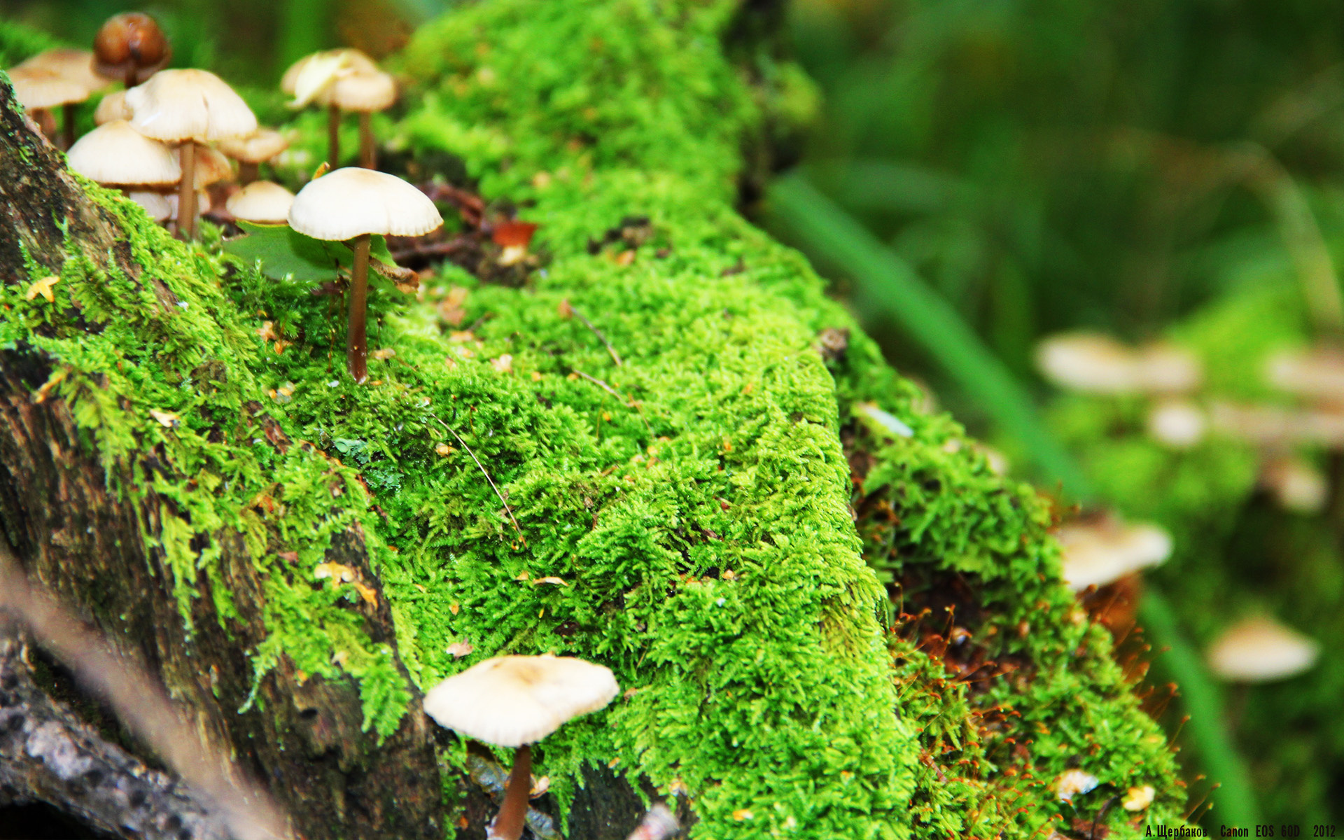 浙江队巅峰对决险胜独行侠，福克斯生涯之夜憾成背景