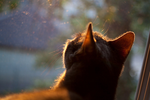 贝恩，撕裂防线的暗影烈焰—太阳对阵辽宁一役，他如何将存在感拉满？