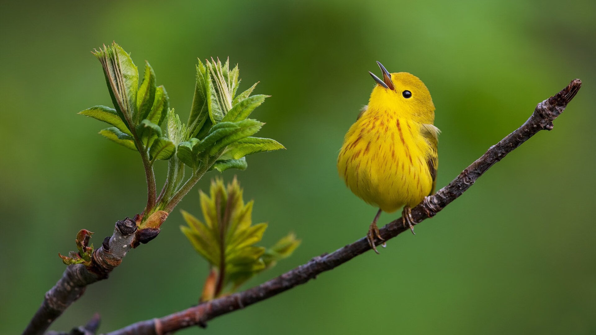 跨界交锋，吉林队险胜尼克斯，塔图姆关键先生光环难掩失利