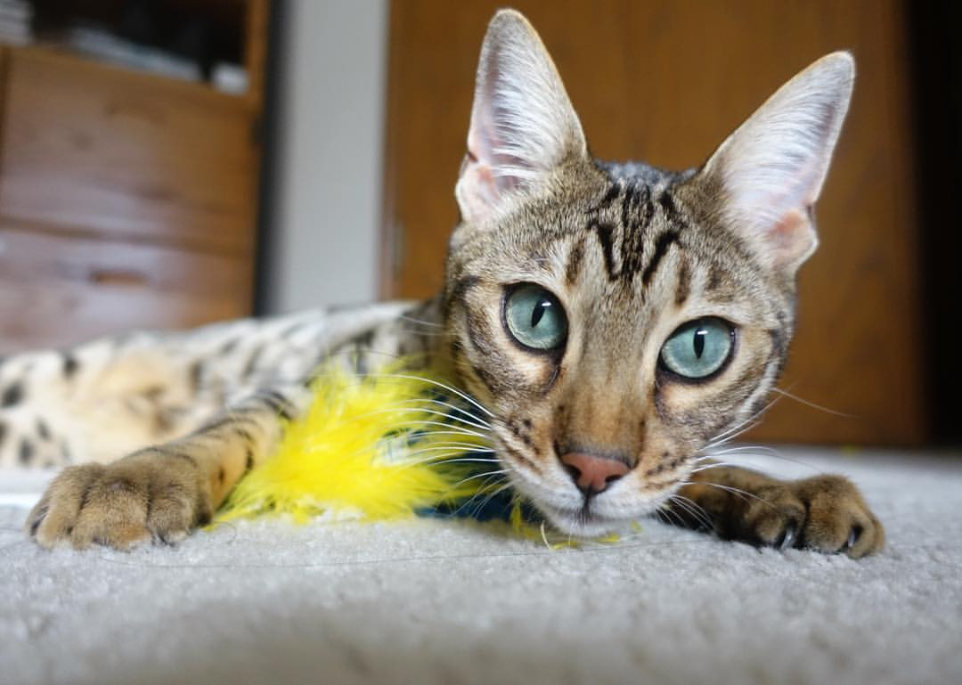 当埃及之光照亮欧冠战场,多特蒙德与尤文的边路启示录