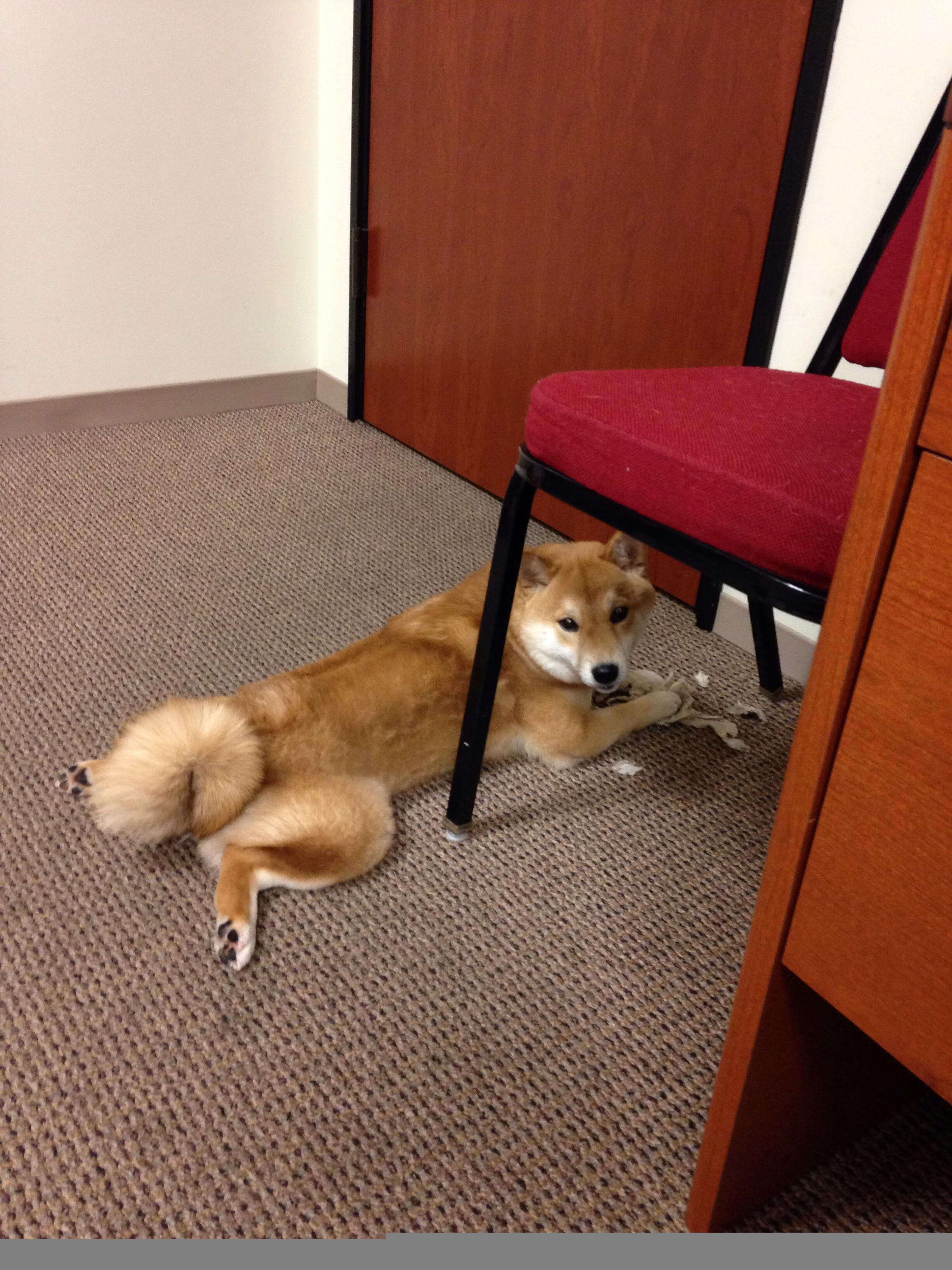 开云体育在线-跨界巅峰对决,凯尔特人在NBA总决赛焦点战中轻取吉林队