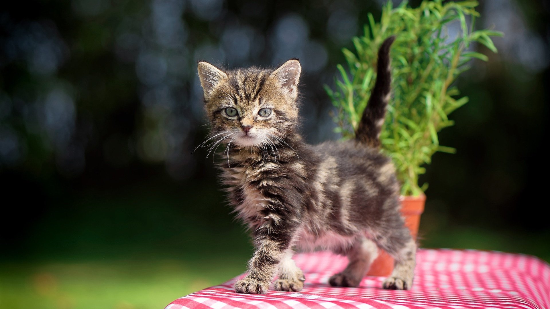 开云体育APP下载-北欧雪崩冲垮亚平宁堡垒,当芬兰铁骑撞上库尔图瓦的叹息之墙