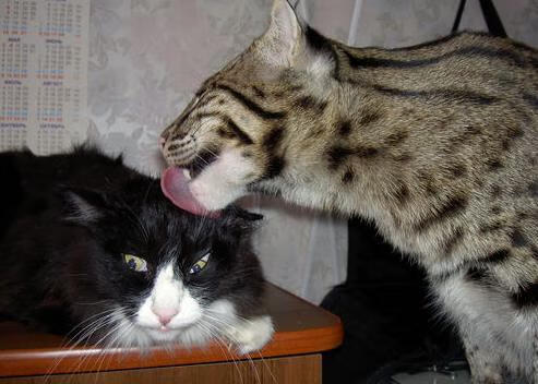 开云体育下载-范戴克一锤定音,橙衣军团终结中国足球世界杯之梦