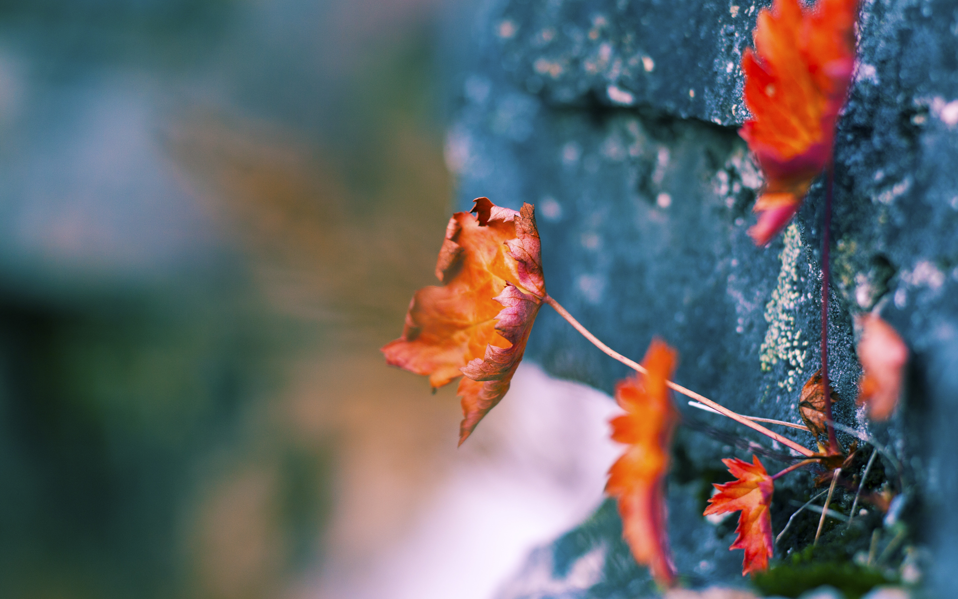 塔图姆关键先生显神威，骑士硬仗险胜广东队，跨联盟对决演绎篮球盛宴
