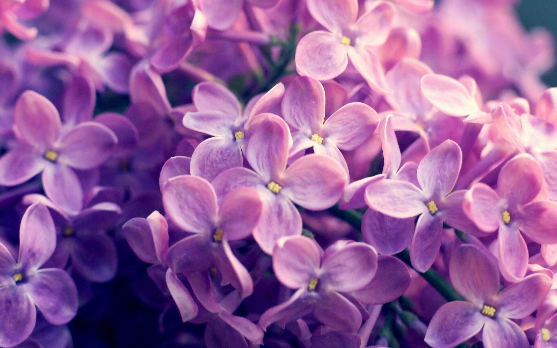 开云官网-F1新赛季揭幕战焦点战,赛道上的智利式压制,西班牙梦魇重现