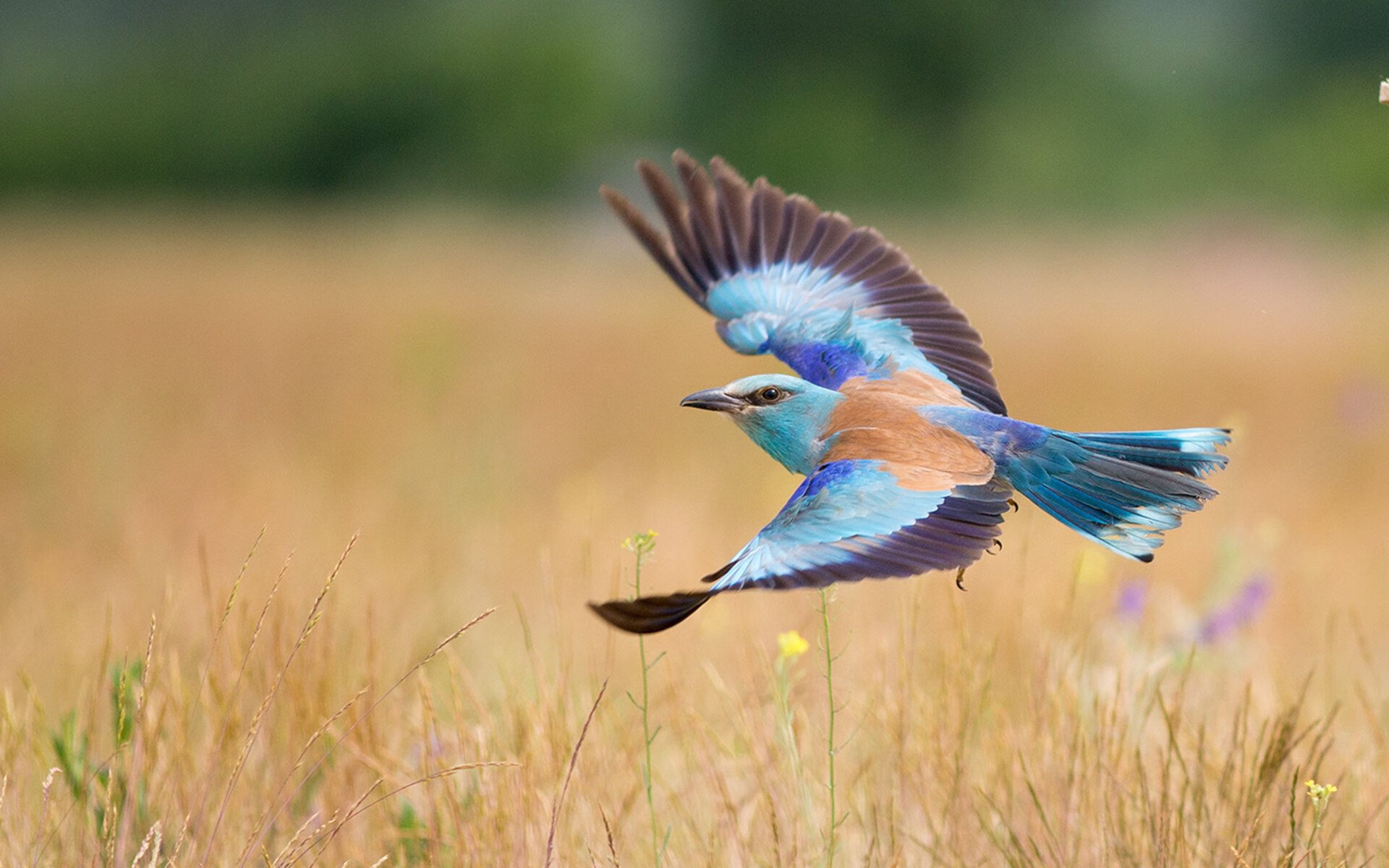 双城记，欧冠与NBA的平行叙事，这一夜的英雄与史诗