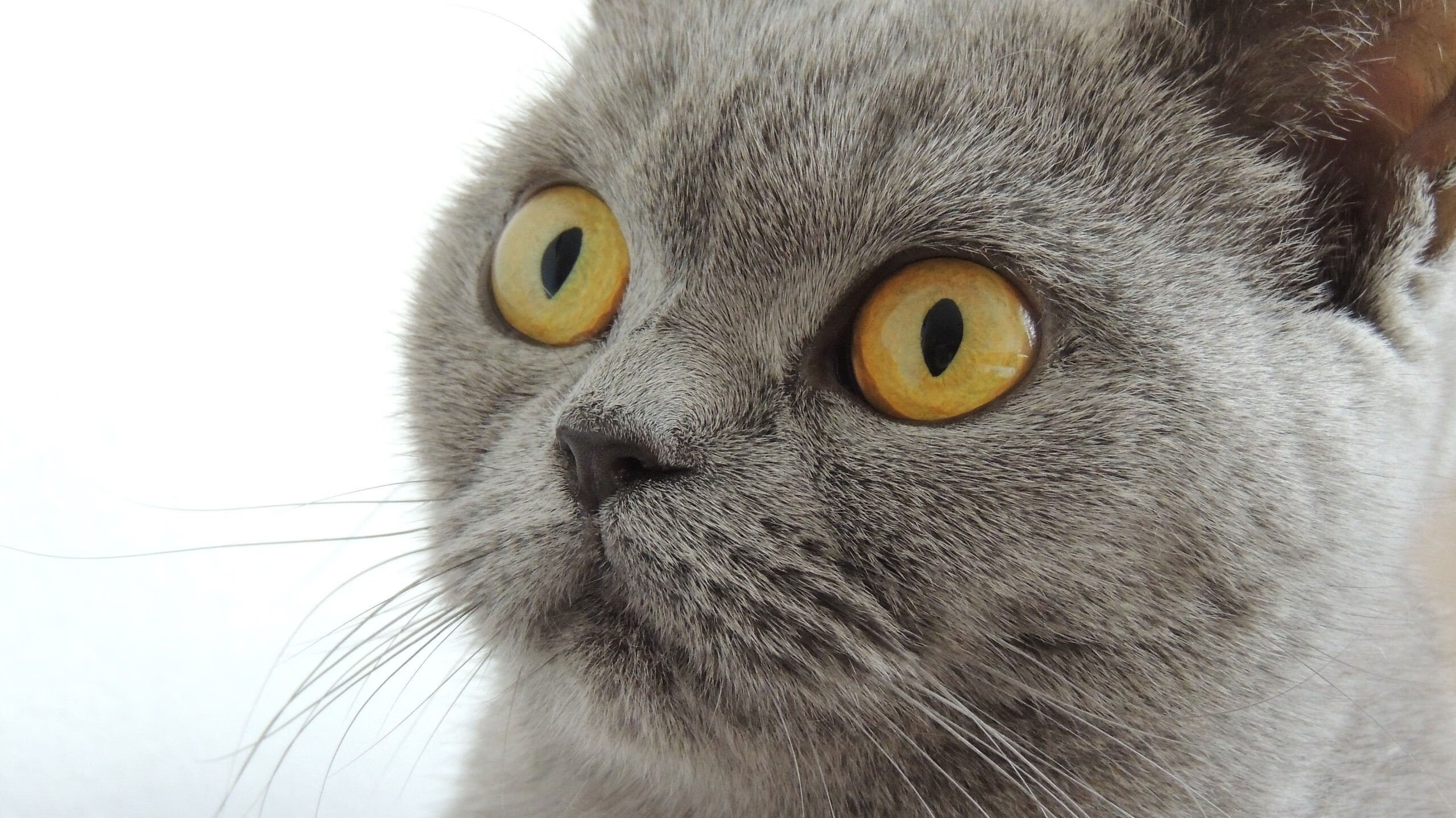 开云体育官方网站-格纳布里撕裂防线,喀麦隆全面压制