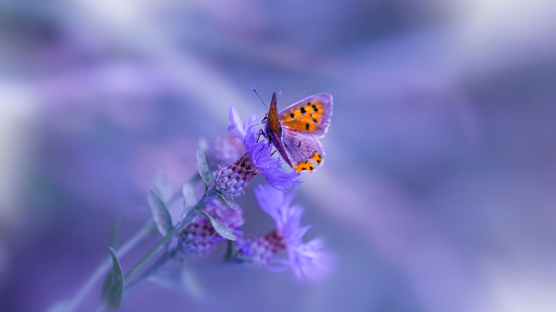 塔图姆式爆发，雷霆万钧击溃广厦，以胜利为进阶铺路